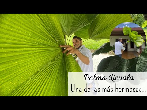 , title : 'CONSEGUÍ UNA PALMA LICUALA🌴😍ME ENAMORE DESDE QUE LA VI.'