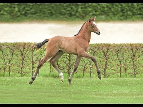 Nr. 16 | Hengstfohlen v. Livello - Catoo