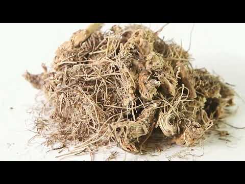 Синюха корень