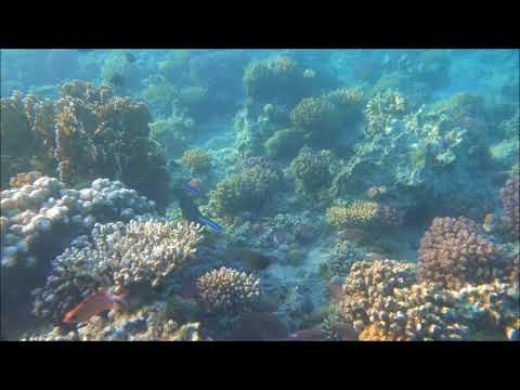 2017-11-23, Egypt, Safaga, Snorkeling, ReefView