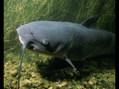 Harcsa van a vízben