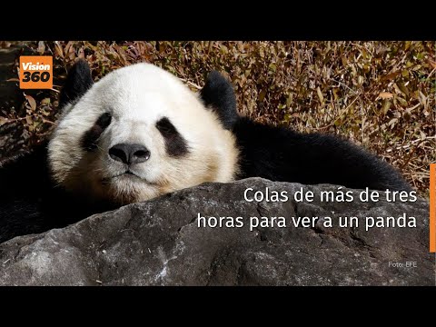 Colas de más de tres horas para ver a un panda