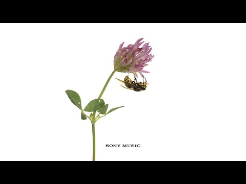 Vampire Weekend Harmony Hall