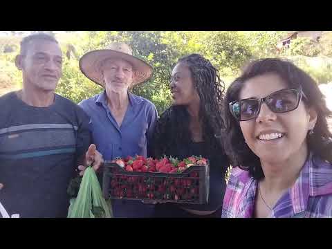 #Natureza#Gratidão#Plantio-Morango e Tomate Cereja#Caminhada Matinal/Estiva-Minas Gerais (19/07/26)