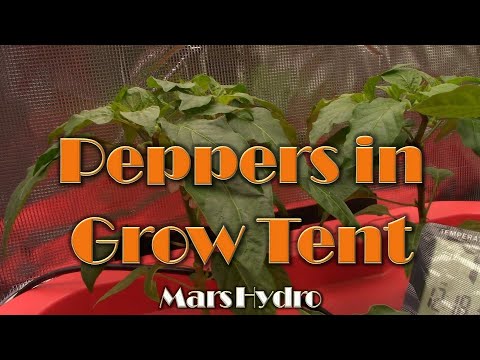 Peppers in Grow Tent