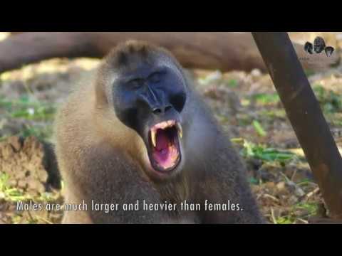 #DayoftheDrill Part 1 - What are drill monkeys?