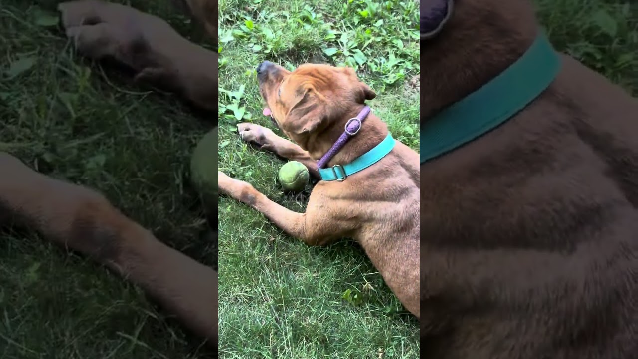 Rocko, a Adoptable mixed breed in Yonkers, NY video 3/6