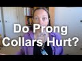 Why Does a Prong Collar "Work"? Let's Test! 1 of 2 | Grisha Stewart