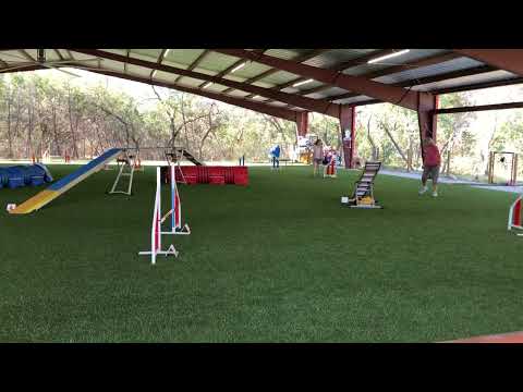 Happy's first full agility course