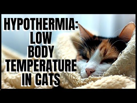 Hypothermia: Low Body Temperature in Cats