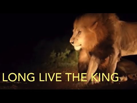 THE SAGA CONTINUES NORTHERN  AVOCA LIONS BIRMINGHAM MALES LIONS