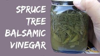 How to make Balsamic Vinegar from Spruce Trees