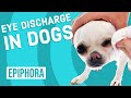 Eye Discharge in Dogs