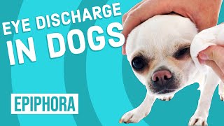 Eye Discharge in Dogs