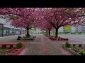 Cherry Blossom At Kalk Post Köln
