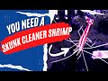 Best Cleaner Shrimp For Saltwater Aquarium