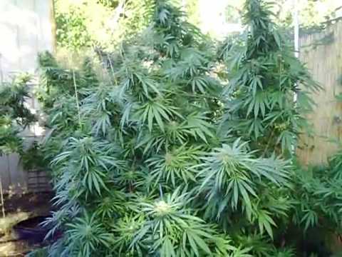 The Harvest....Happy  420