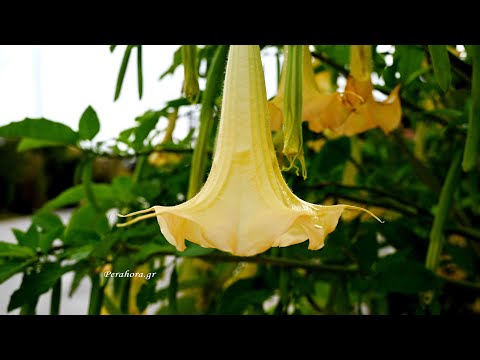 Οι Σάλπιγγες των αγγέλων