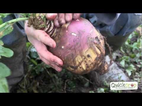 download lagu mp3 mp4 Growing Swede Turnips, download lagu Growing Swede Turnips gratis, unduh video klip Growing Swede Turnips