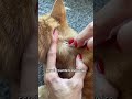 How To Get Rid Of A Tick Cat Cats Shorts