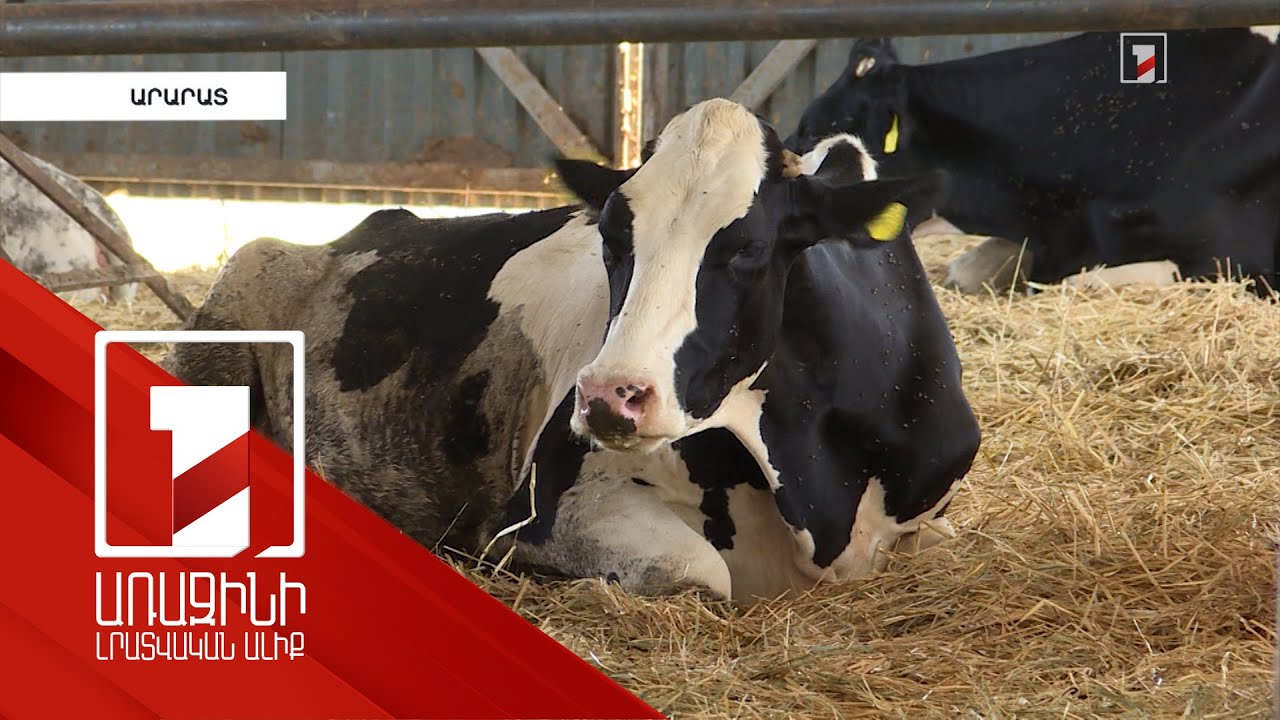 Խելացի անասնագոմերը՝ անասնապահության զարգացման և եկամտաբերության երաշխիք