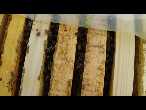 Первые приморозки на точке бакфаст, пасека зимой