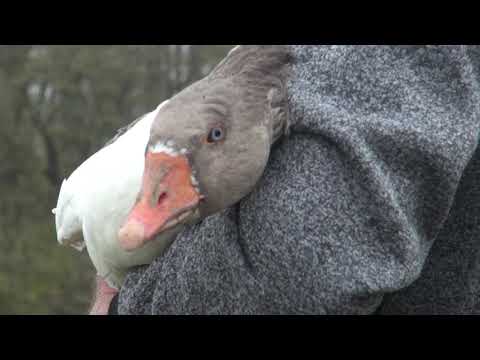 Dobrobiti konzumacije guščjeg mesa i masti - Zlatno klasje #238