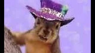 rapper squirrel (Low- Flo Rida feat. T. Pain)