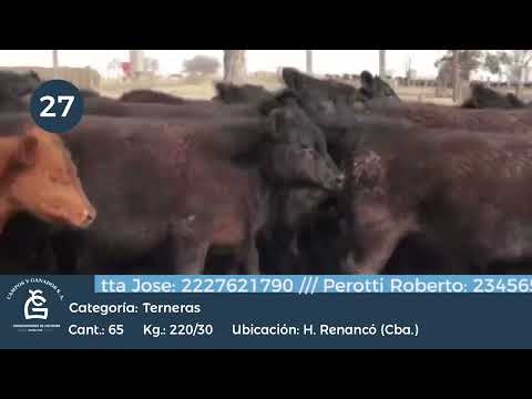 Lote Hembras - H. Renanco Córdoba