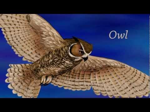 Nocturnal Animals:Owls general vocab…: English ESL video lessons