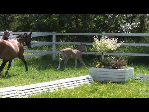 TINY WONDER DR H. v. Timm Thaler - FS Don't Worry