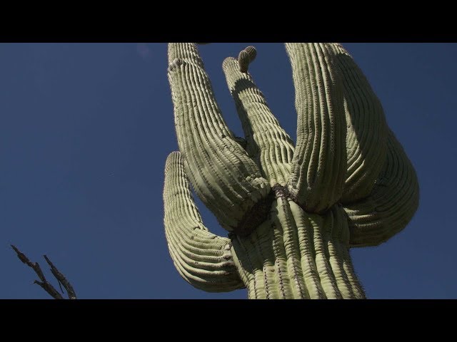 הגיית וידאו של Saguaro בשנת אנגלית
