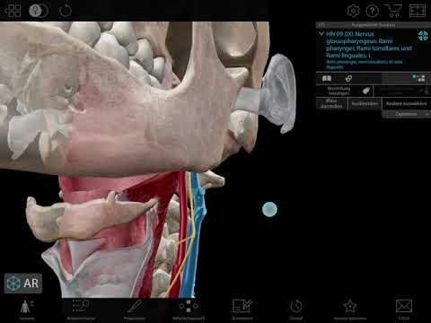 9 Hirnnerv Nervus Glossopharyngeus