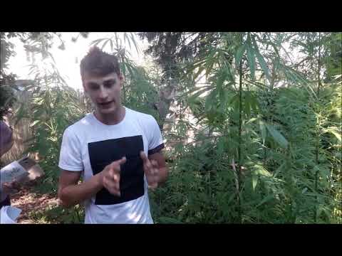 aromaFORUM Österreich Hanf Verkostung bei RaCaMe´s