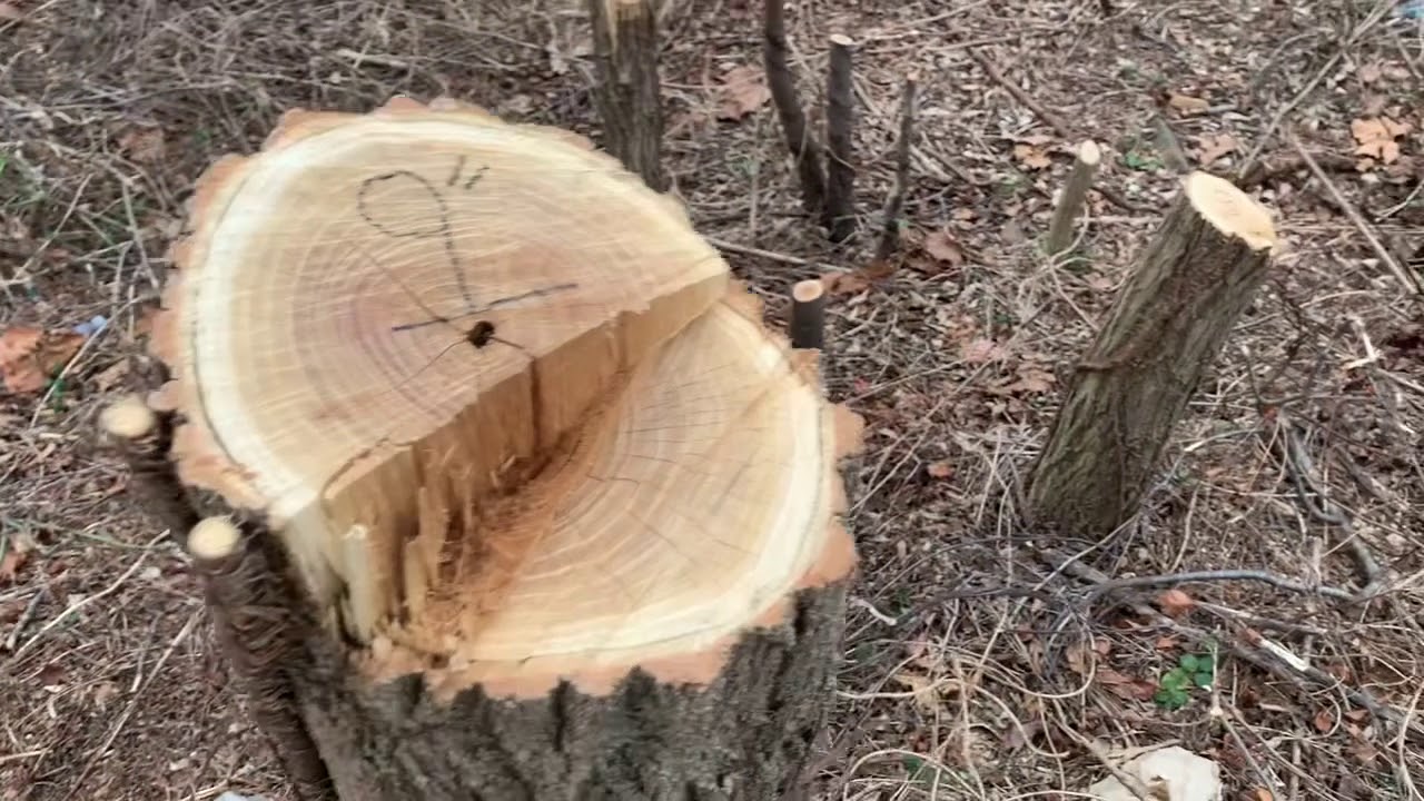 Front Royal, Virginia; De-Tree City, USA