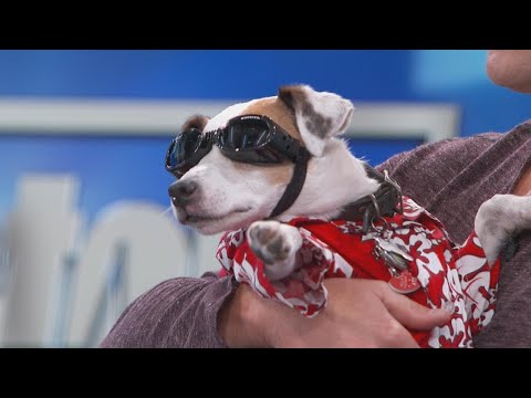 Meet Sancho the Therapy Dog