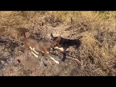 Columela, Enma y Azcua de la Cora Rayya