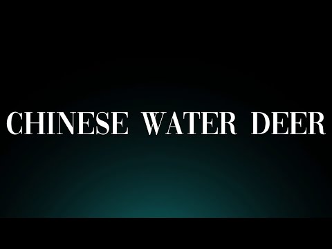 How to Pronounce 'Chinese Water Deer'! Correctly (Animal)