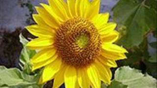 Little Sunflower - Freddie Hubbard ( Gilles Peterson Mix )