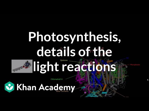 Calvin Cycle or the Light-independent Reactions of Photosythesis 