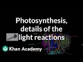 Photosynthesis:  Light Reactions and Photophosphorylation