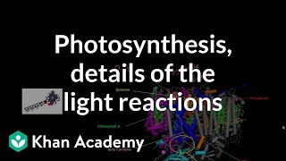 Photosynthesis:  Light Reactions and Photophosphorylation