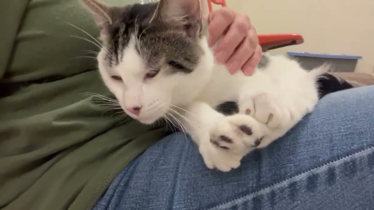 Enlarge Finley - your exercise and nap buddy!, a ADOPTABLE Domestic Short Hair in Oshkosh, WI video 4/4