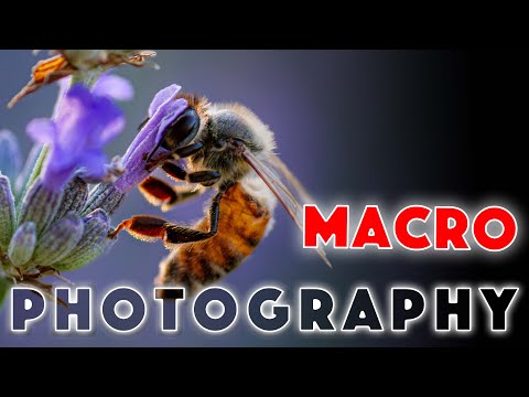 Macro Photography. Where to start?