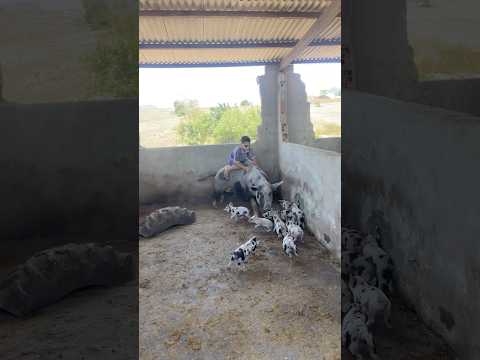 “Mais uma aventura de Gutinho rocha”!🔥🤣