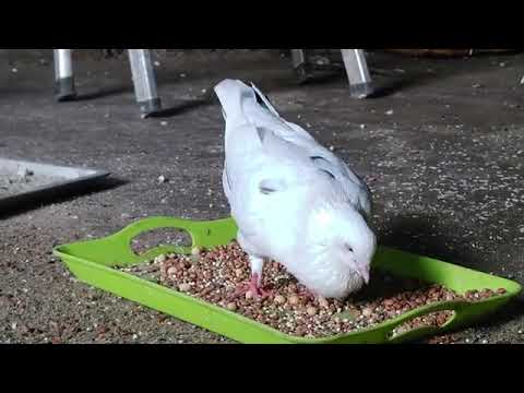 chakula bora cha njiwa