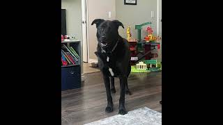 Video preview image #1 German Shepherd Dog-Unknown Mix Puppy For Sale in Corona, CA, USA