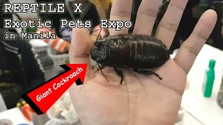 TOTALLY GEEKING OUT at a Reptile &amp; Exotic Pets Expo in Manila (Jan 22, 2017) | Vlog #5