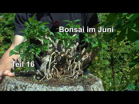 Bonsai 2022 Part 16 Detlef Römisch Practical work with the miniature trees and care of the pear tree