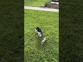 Pomsky dogs for sale: Buster - Video 1